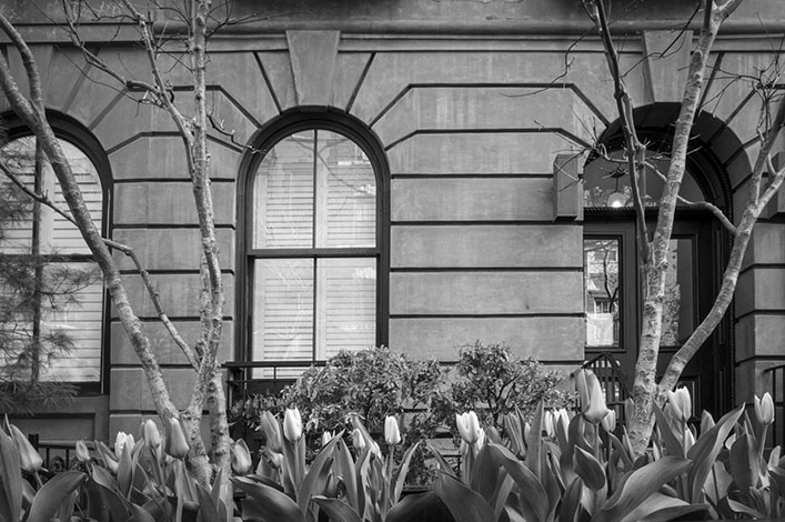 Tulips, apartment building, Manhattah, New York City